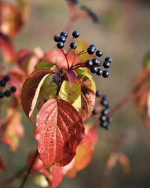 Rød kornel Cornus sanguinea